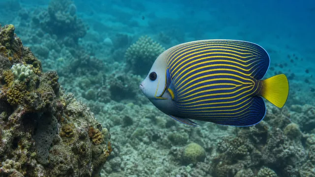 Schlangenstern-Kaiserfisch
