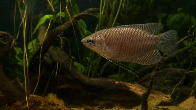 Schokoladengurami