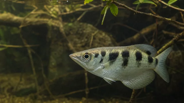 Gemeiner Schützenfisch