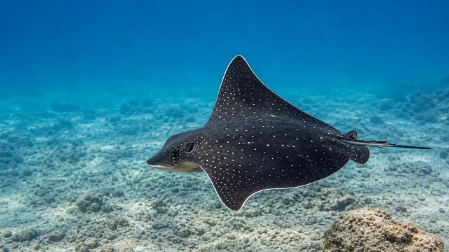 Schwarzer Schmetterlingsrochen