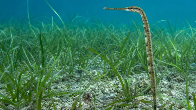 Seegrasnadel