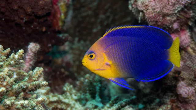 Seerosen-Zwergkaiserfisch