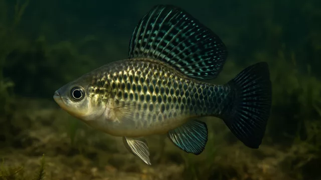 Segelkärpfling