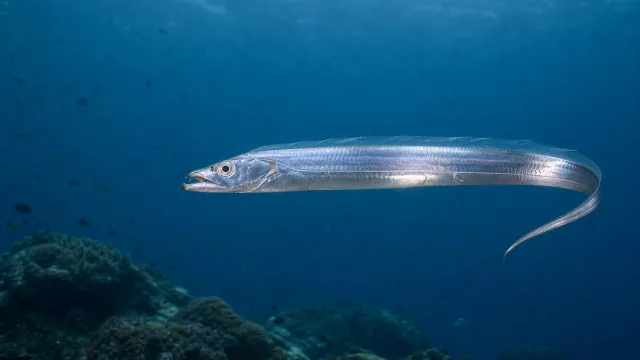 Gürtelfisch