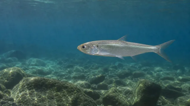 Tanganjikasee-Sardine