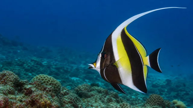 Wimpelfisch