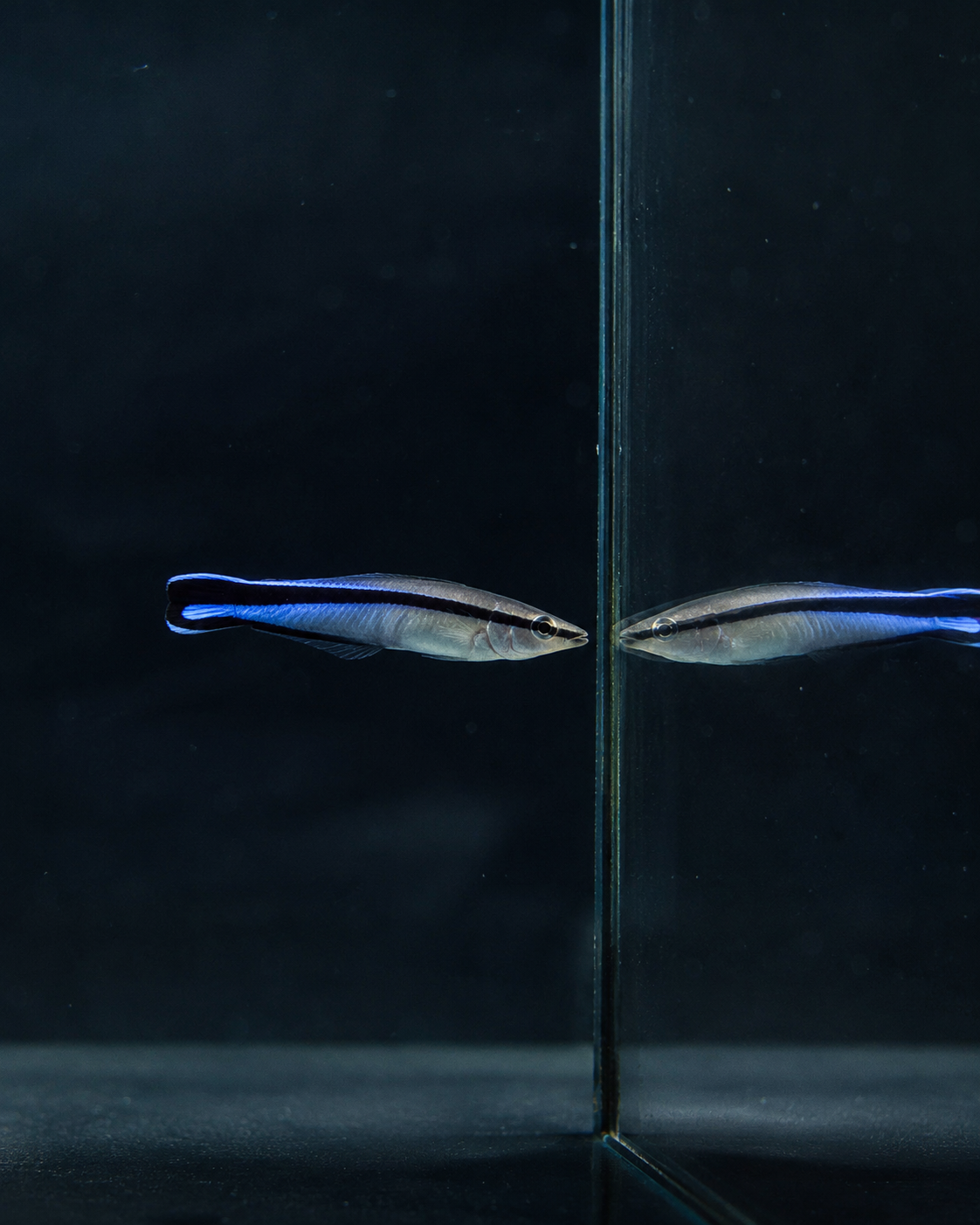 Hochformatiges Porträt eines Blaustreifen-Putzerlippfisches an einer natürlichen Putzerstation