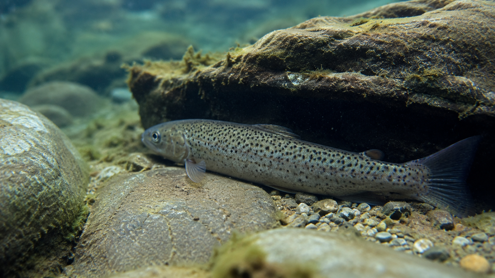 Ruhender Fisch in einem strukturierten Unterwasserlebensraum