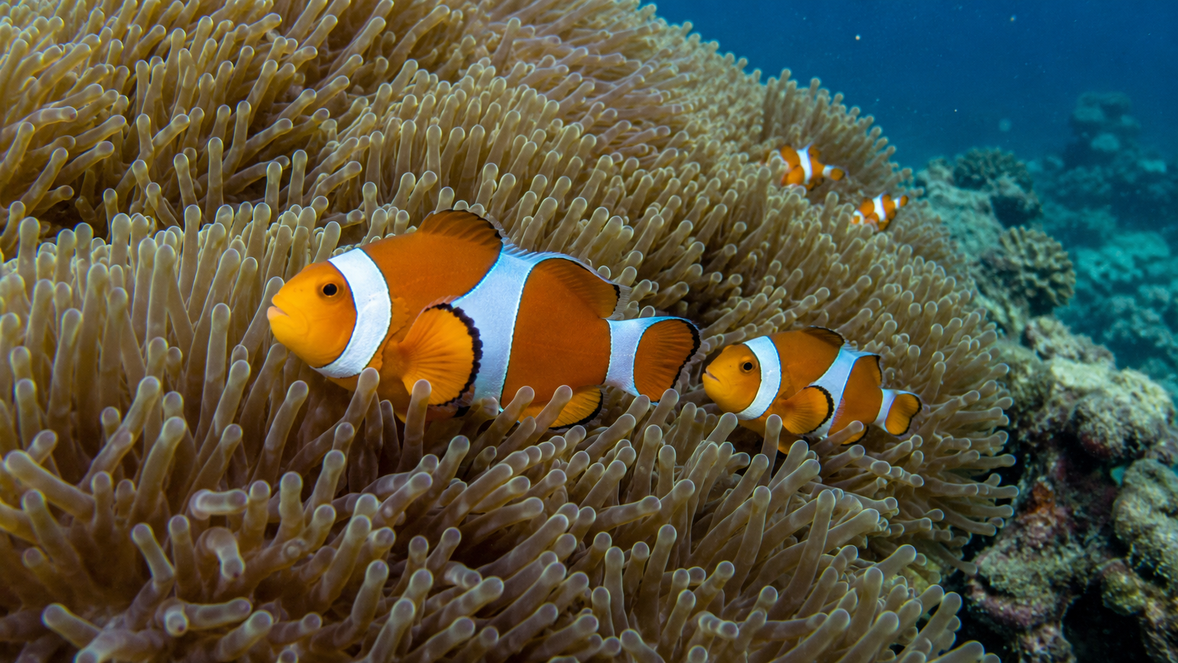 Clownfische zwischen den Tentakeln einer Seeanemone