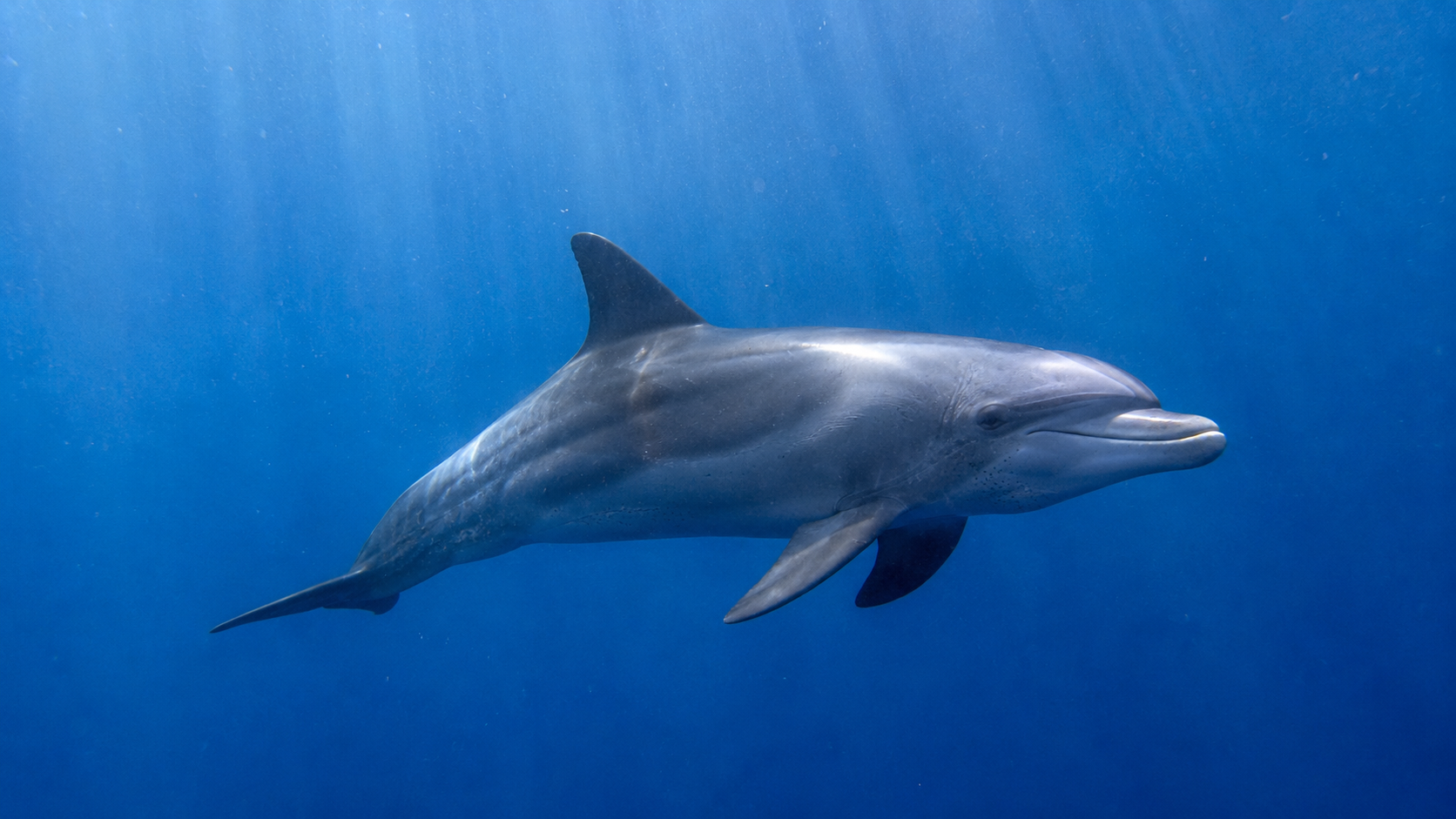 Ein einzelner Delfin im offenen Ozean