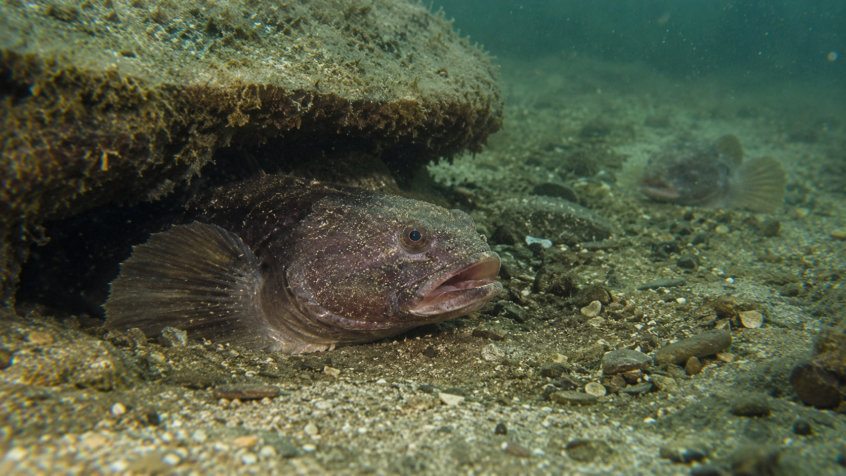 Nahaufnahme eines trommelnden Fisches in einem natürlichen Rifflebensraum