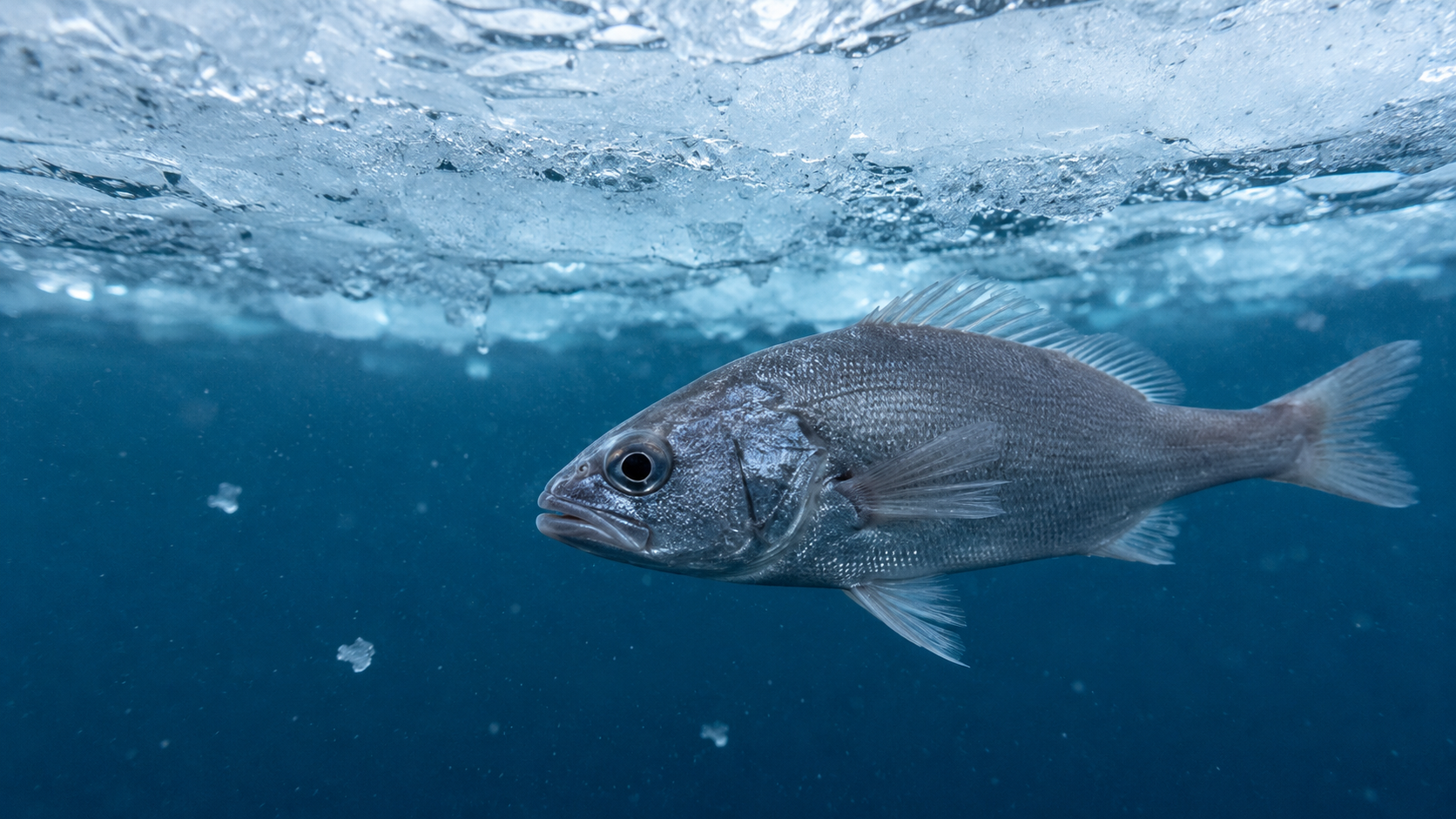 Kälteangepasster Fisch unmittelbar unter antarktischem Meereis