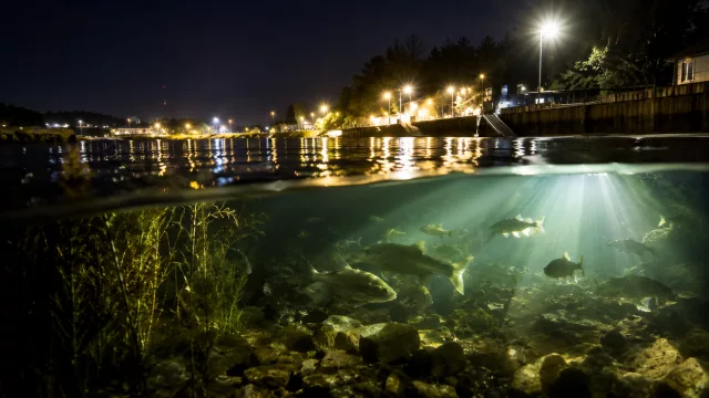 Wenn die Nacht verschwindet – wie Lichtverschmutzung Fische aus dem Takt bringt