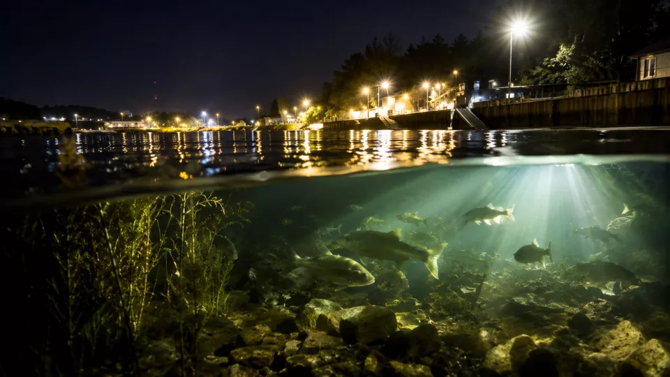 Wenn die Nacht verschwindet – wie Lichtverschmutzung Fische aus dem Takt bringt