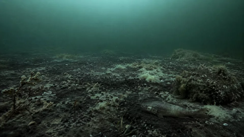 Wenn der Ostsee die Luft ausgeht – das stille Sterben unter der Oberfläche